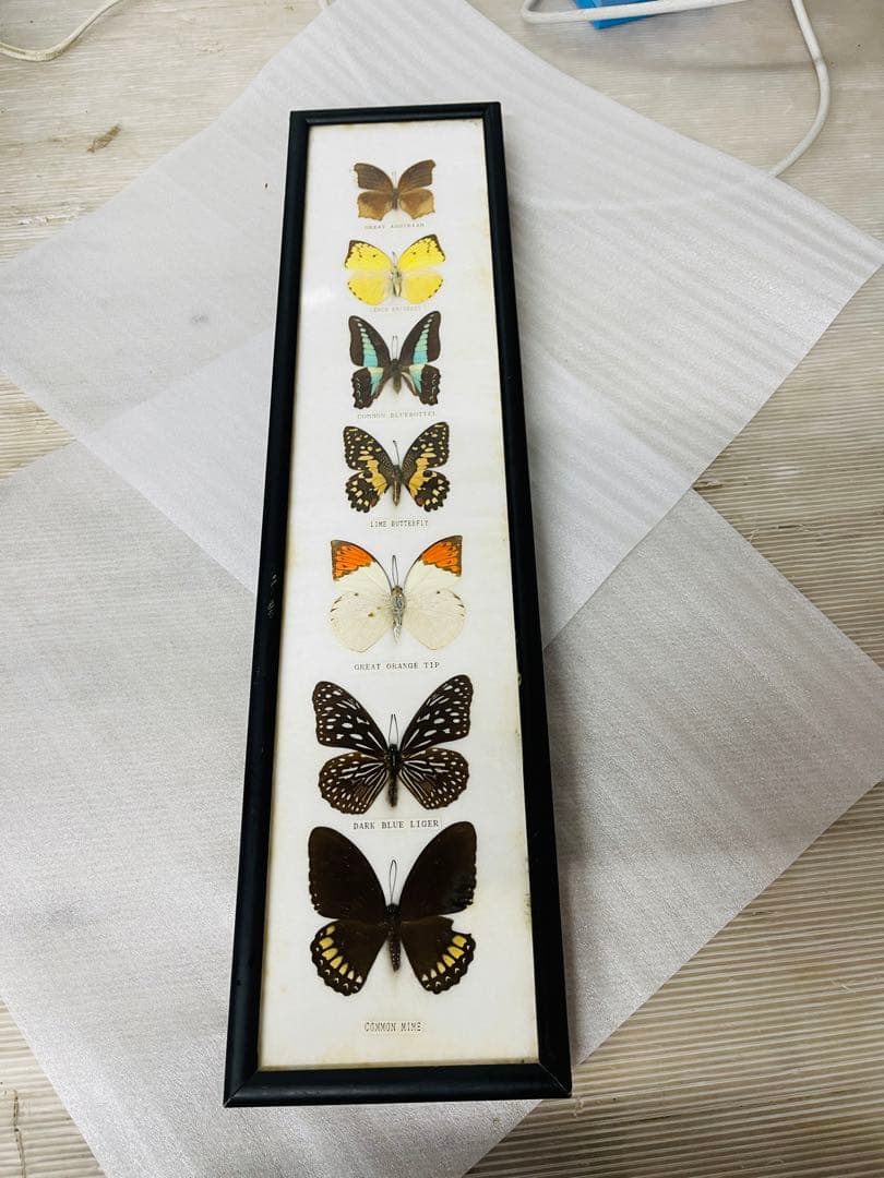全国配送無料‼️蝶々標本 7頭セット 楽天市場】【宅配便送料無料】昆虫の標本 蝶の標本 14匹セット