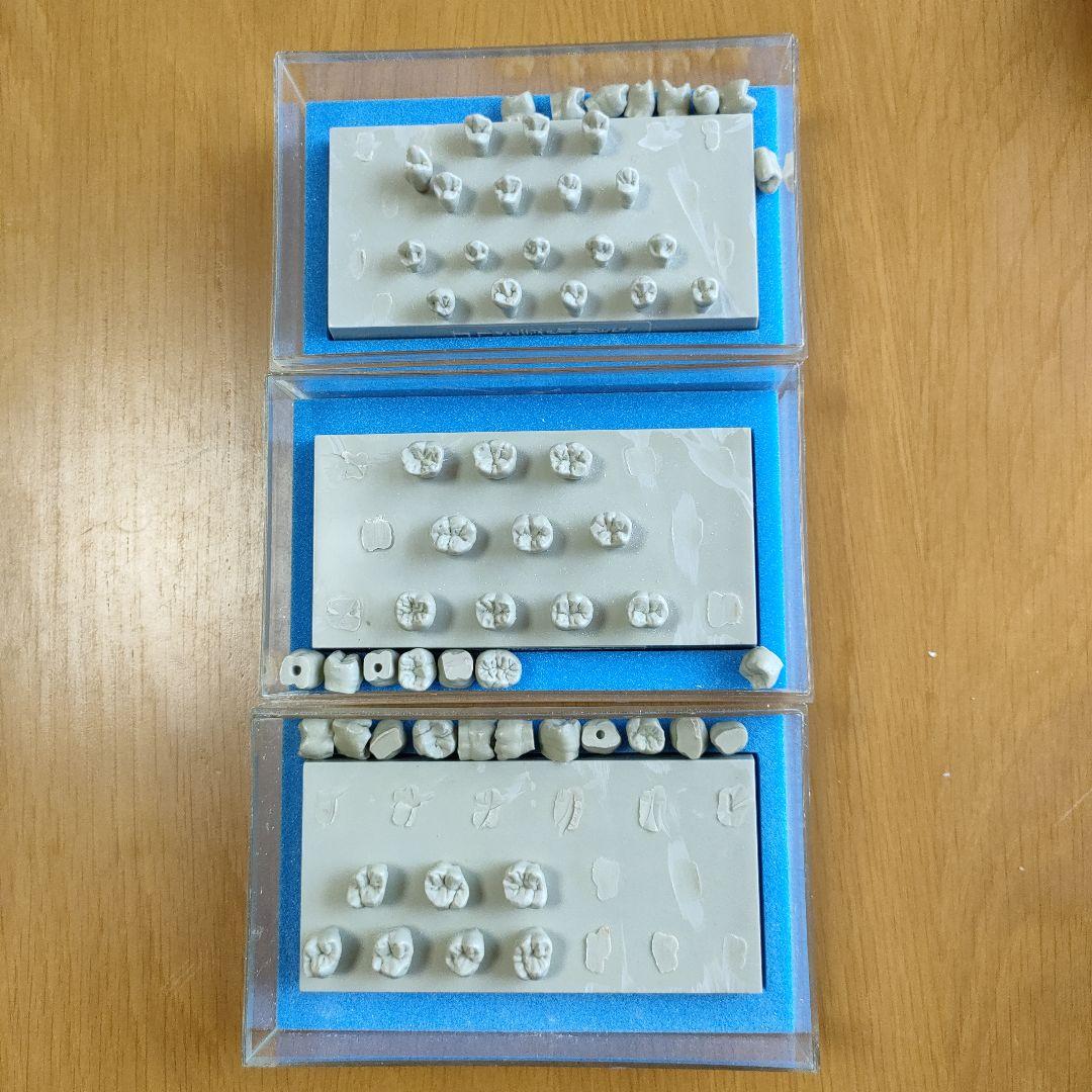 大阪セラミックトレーニングセンター エポキシ歯牙模型 歯科技工 歯型