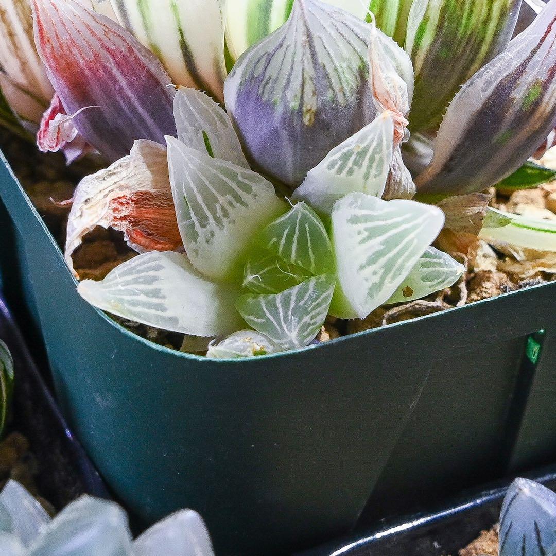 ハオルチア 白蛇伝 - メルカリ