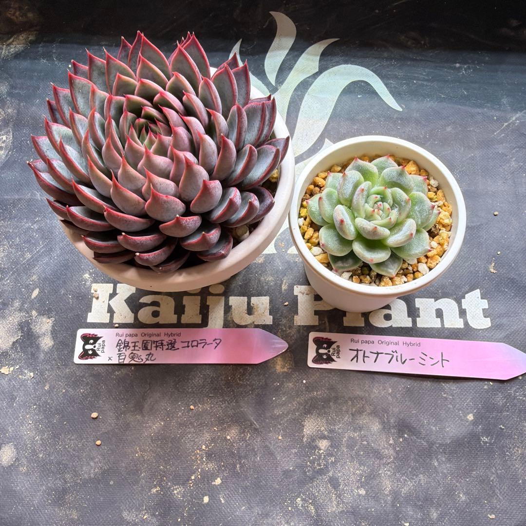 ルイパパさん苗 オトナブルーミント 錦玉園特選コロラータ×百鬼丸 鉢