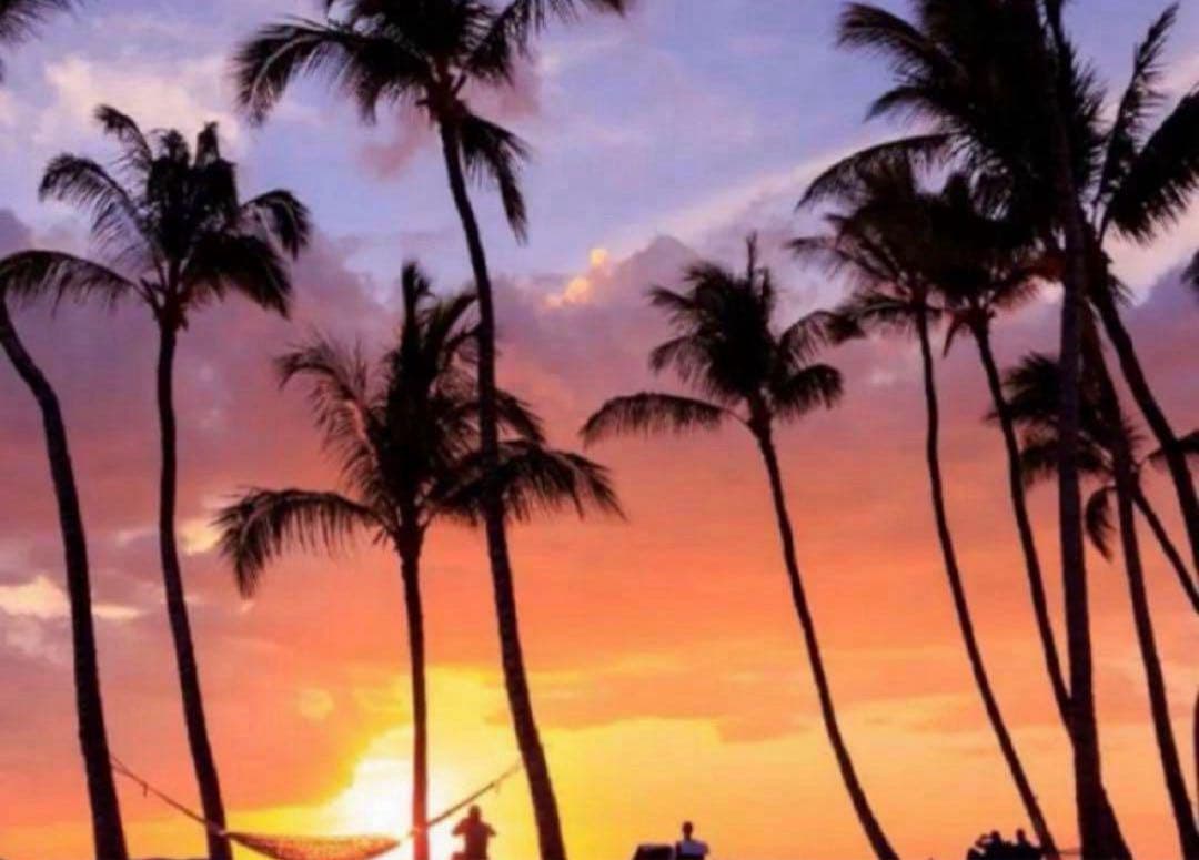 ひまわり 矮性ひまわり・ビッグスマイル（R）| 種・苗・ガーデニング用品の