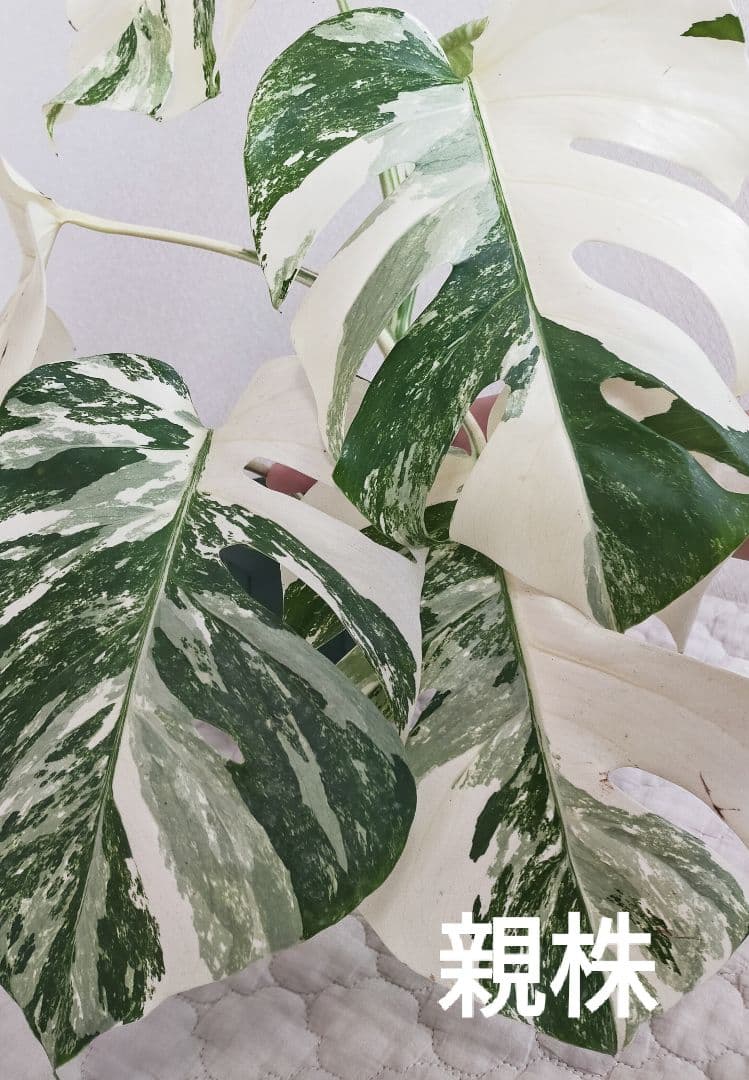 極美 斑入りモンステラ茎 2芽 ホワイトタイガー ボルシギアナ 88