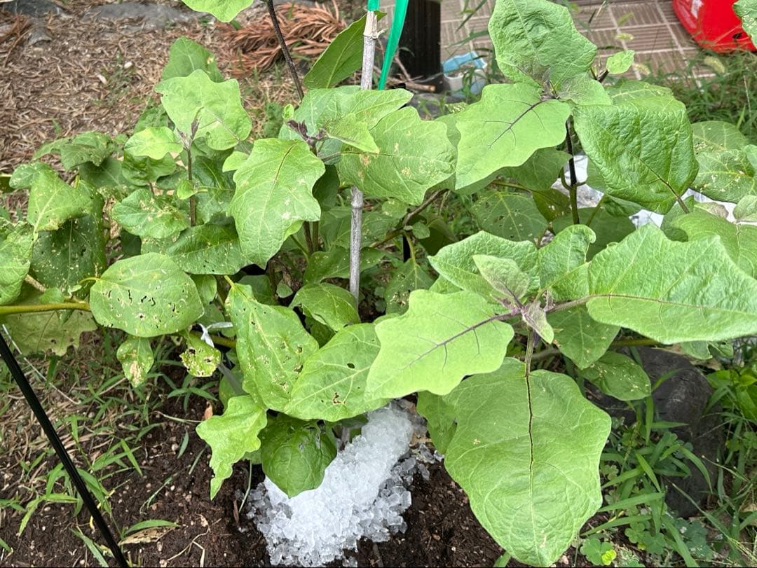 楽典単体 楽天市場】シグネット 1/2DR 伸縮ラチェットハンドル 全長260~400mm 6