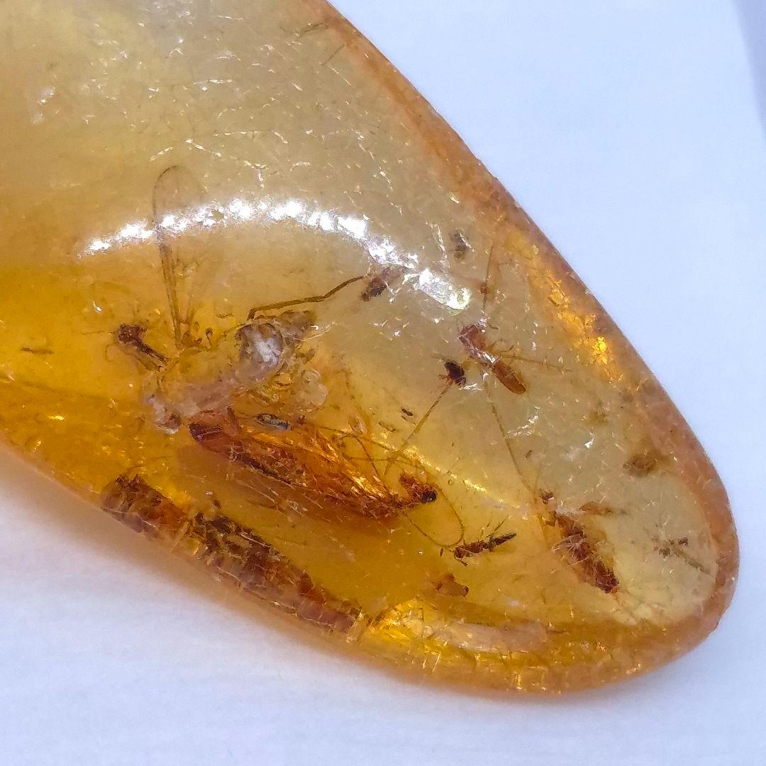 美品 虫入り コーパル 化石 天然 マダガスカル海産 51.16mm cp3