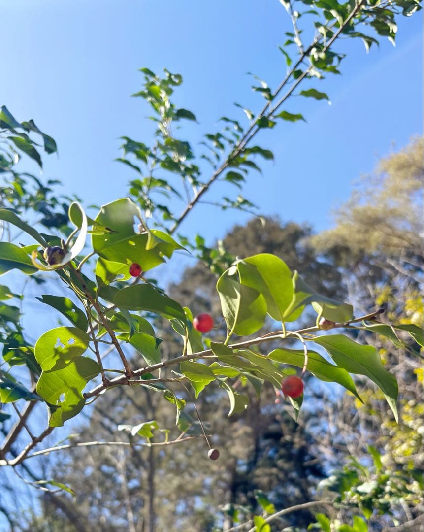 希少。特大山採りソヨゴ雌株4.2M(鉢底から) - メルカリ