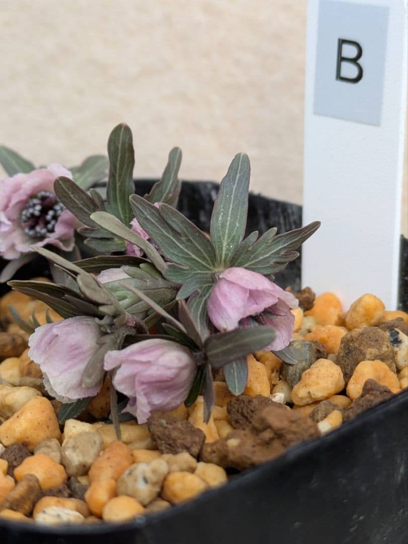 B.セツブンソウ 赤花 6花 - メルカリ