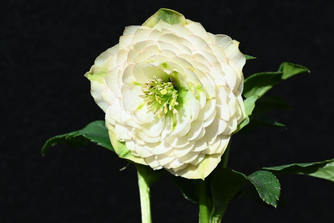 クリスマスローズ 認定ホワイトアフロディーテ メビウス交配最新花