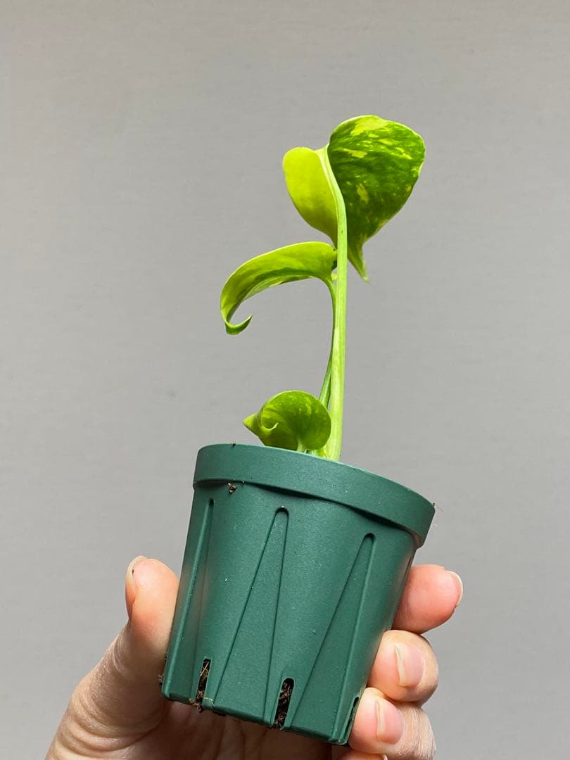 超美株✨超希少‼️】モンステラ エレクトロライト 斑入り レア 人気