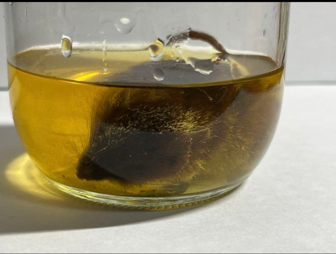 モグラページ　リクエスト2点 崩壊スターレイル】モグラ冒険隊のギミック攻略と宝物の場所【スター