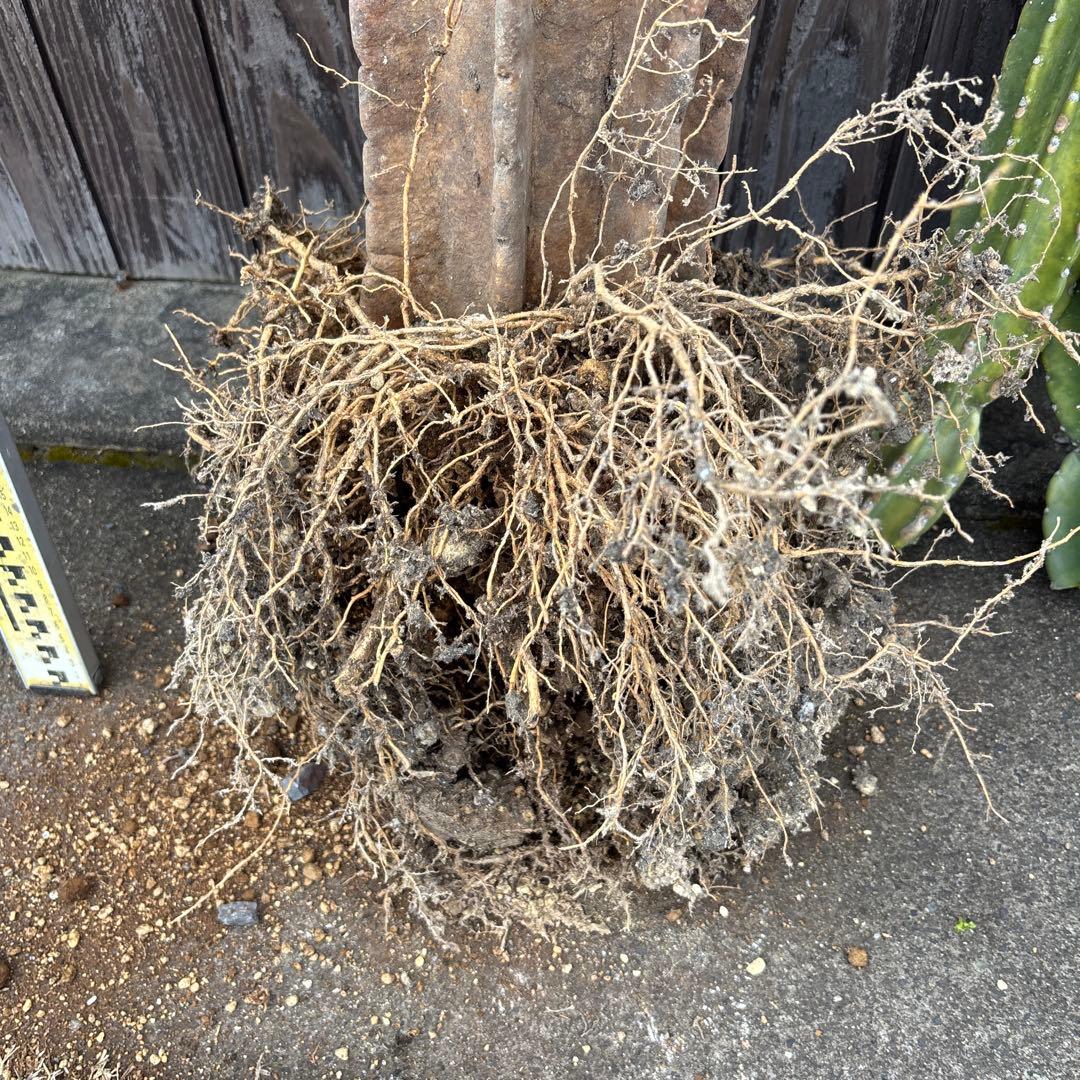 売り切越冬済 大型シンボルツリーにどうぞ 柱サボテン 鬼面角 ドライ