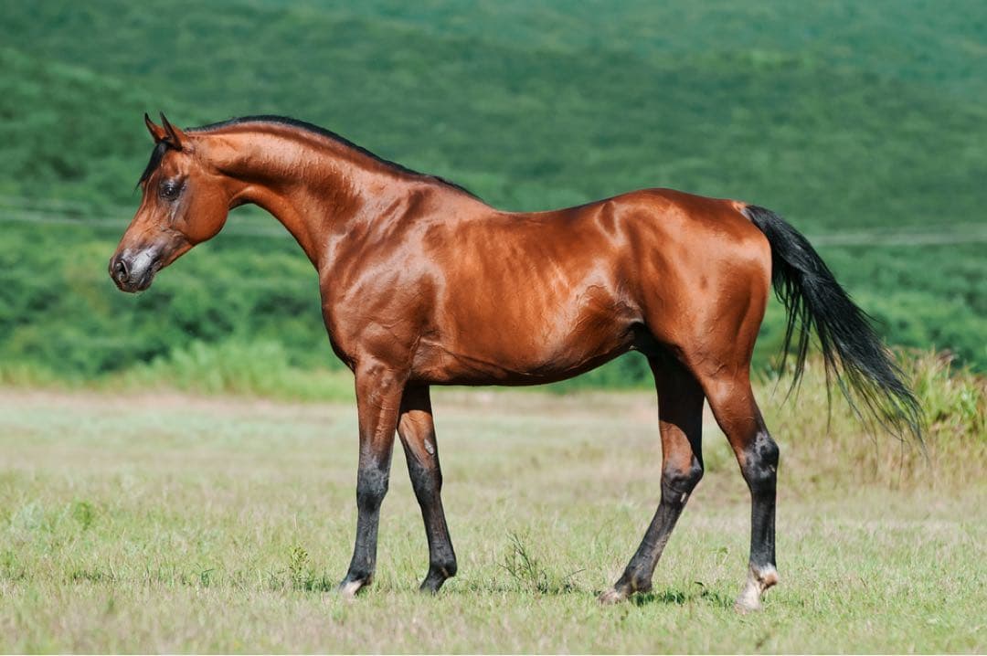 ゆるRICOH GR DIGITAL III 美品 コンデジ 付属品あり Amazon | RICOH デジタルカメラ GR DIGITAL III GRDIGITAL3