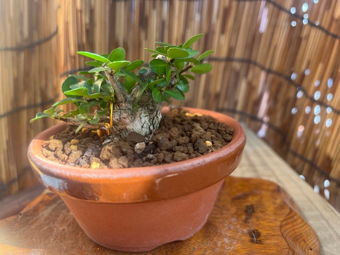 ✨✨✨オキナワオオハマボウ【◎良品素材】検/ユウナハート葉♪happy