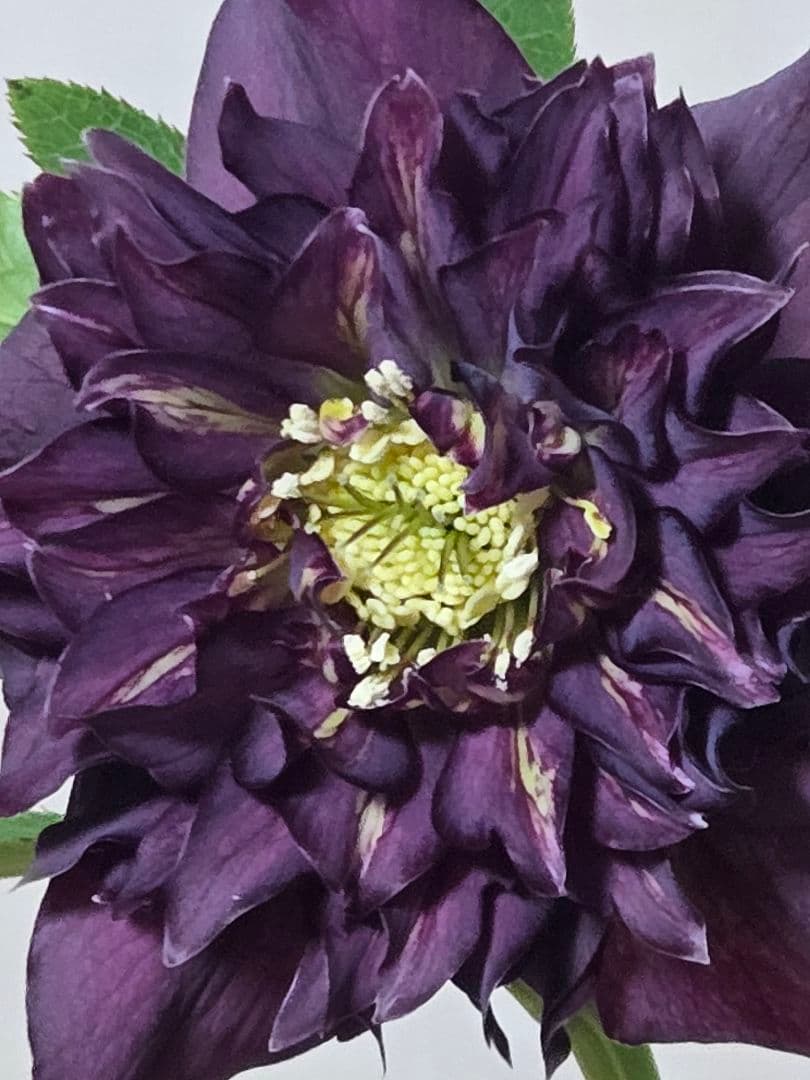 ☆クリスマスローズ☆多弁 変わり咲き☆5号鉢☆ - メルカリ