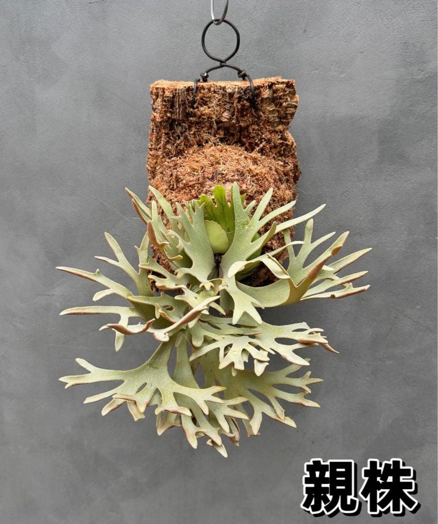 ビカクシダ P.willinckii Golden Boy sporeling - メルカリ