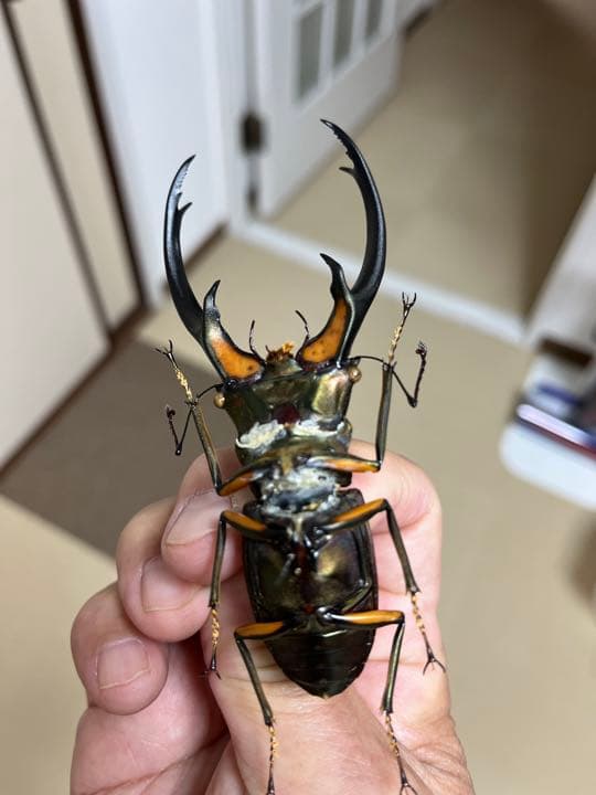 エラフスホソアカクワガタ標本99㍉修理あり - メルカリ