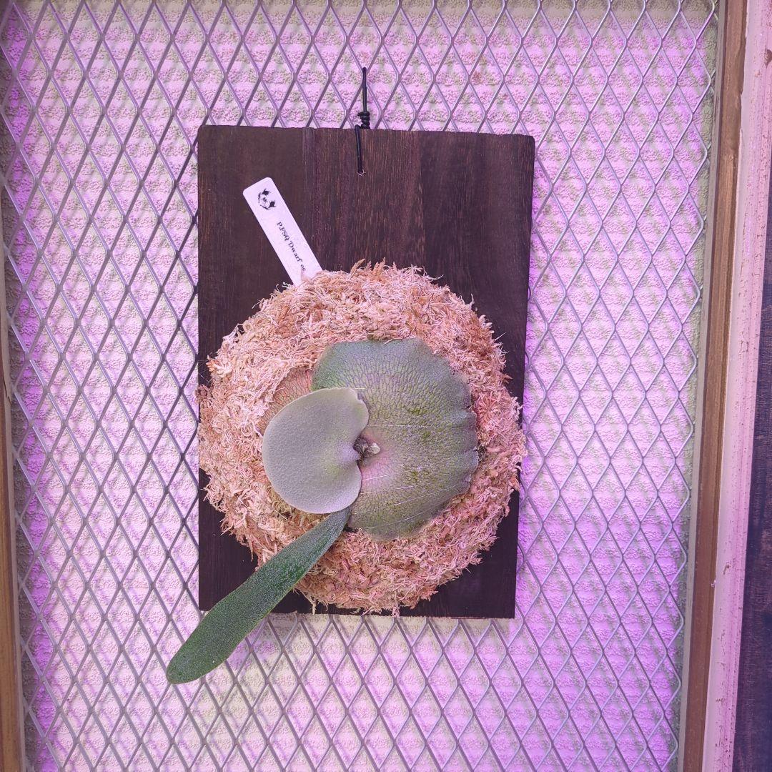 わ*ち様 【1株限定出品】P.FSQ 'Dwarf' oc/ビカクシダ - メルカリ