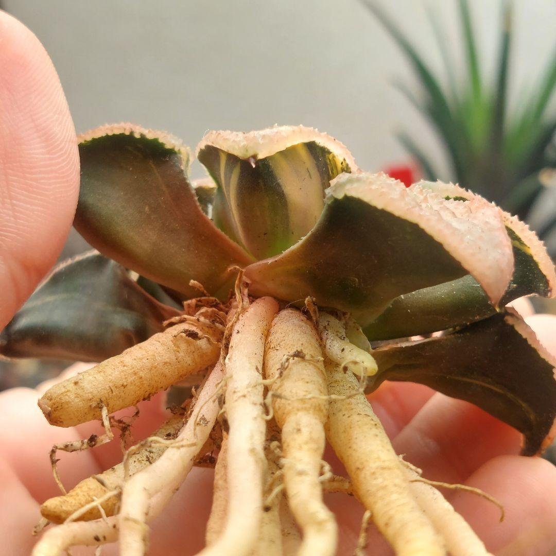 特価】ハオルチア 天空の境錦 極上斑 大株 - メルカリ