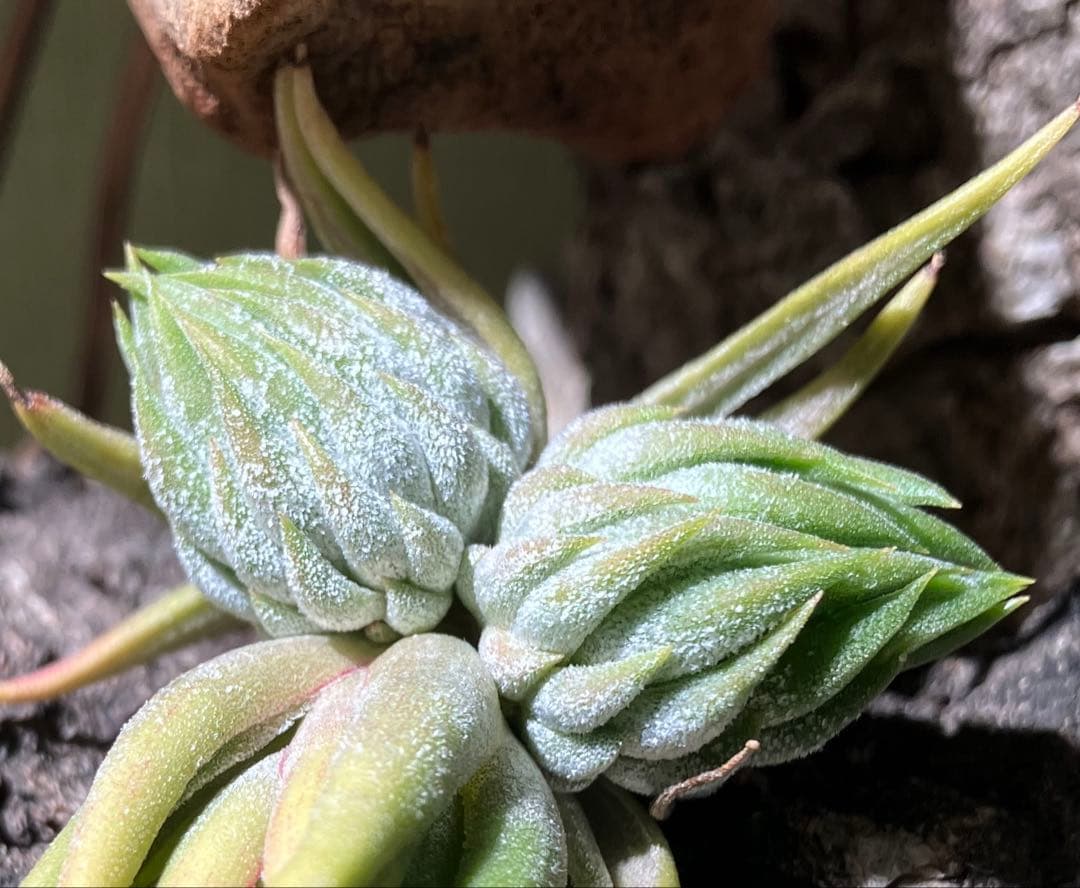 しばらくラストT. ionantha Nizanda T'S TROPICALS - メルカリ