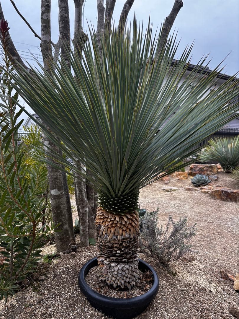 いぬ様専用 太株 ユッカロストラータ ブルーサンダー タグ付き - メルカリ