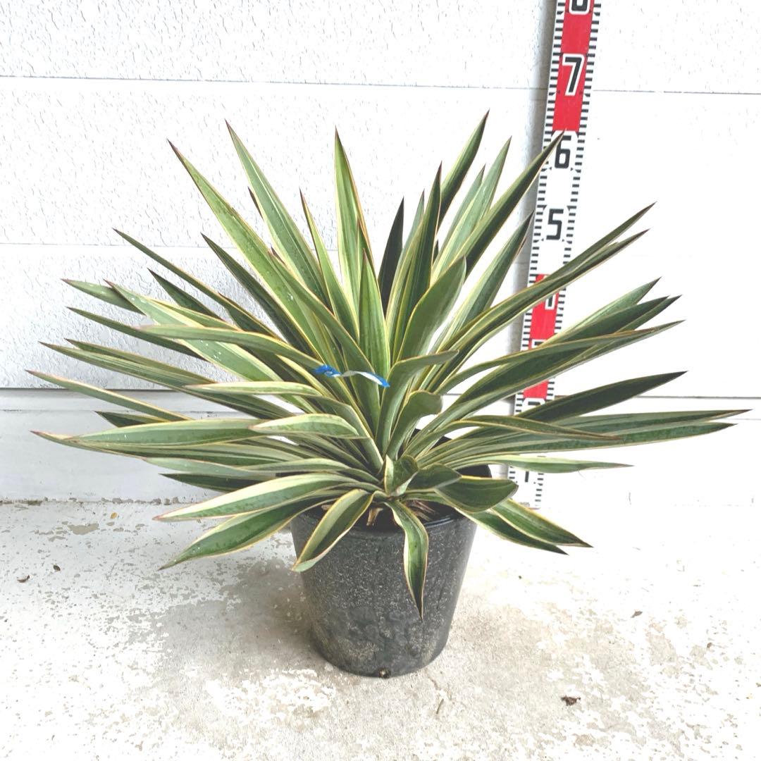 多肉植物 淡雪錦.抜き苗4株..法師錦1株