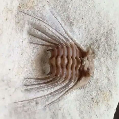 三葉虫　USA　ケトネラスピス　極美　希少