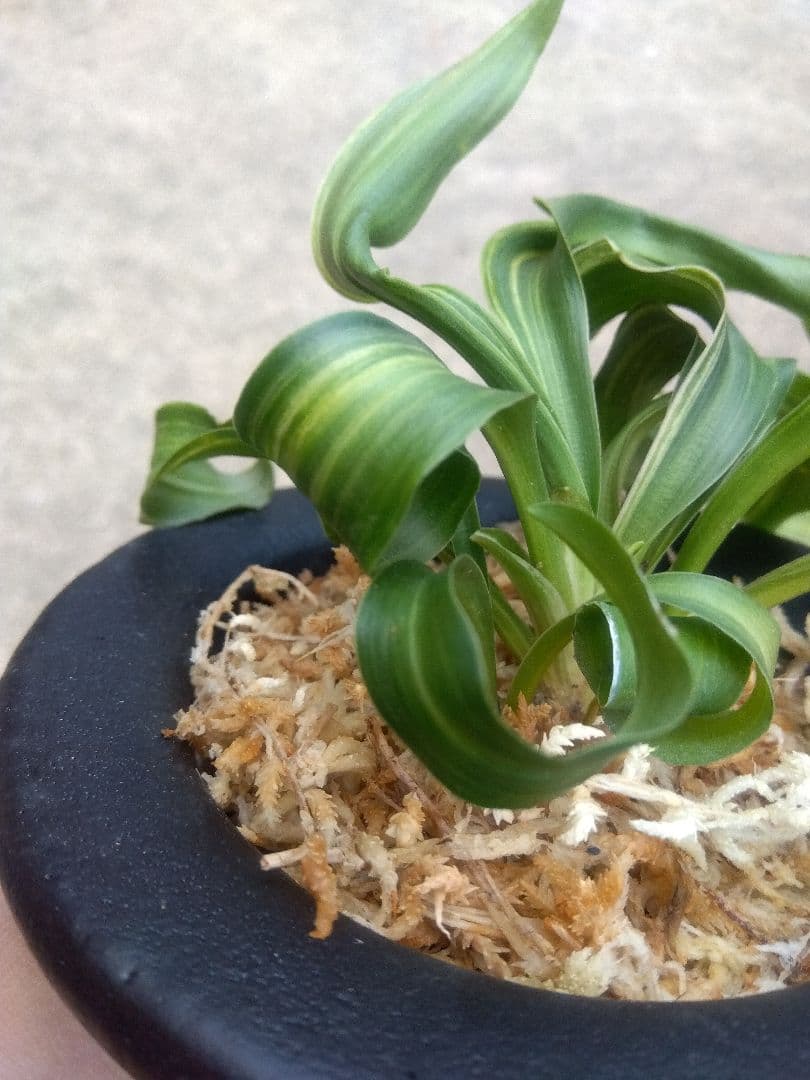 pao.様専用 万年青 おもと 獅子 縞斑 4号陶器鉢つき 3株群生❗ ら