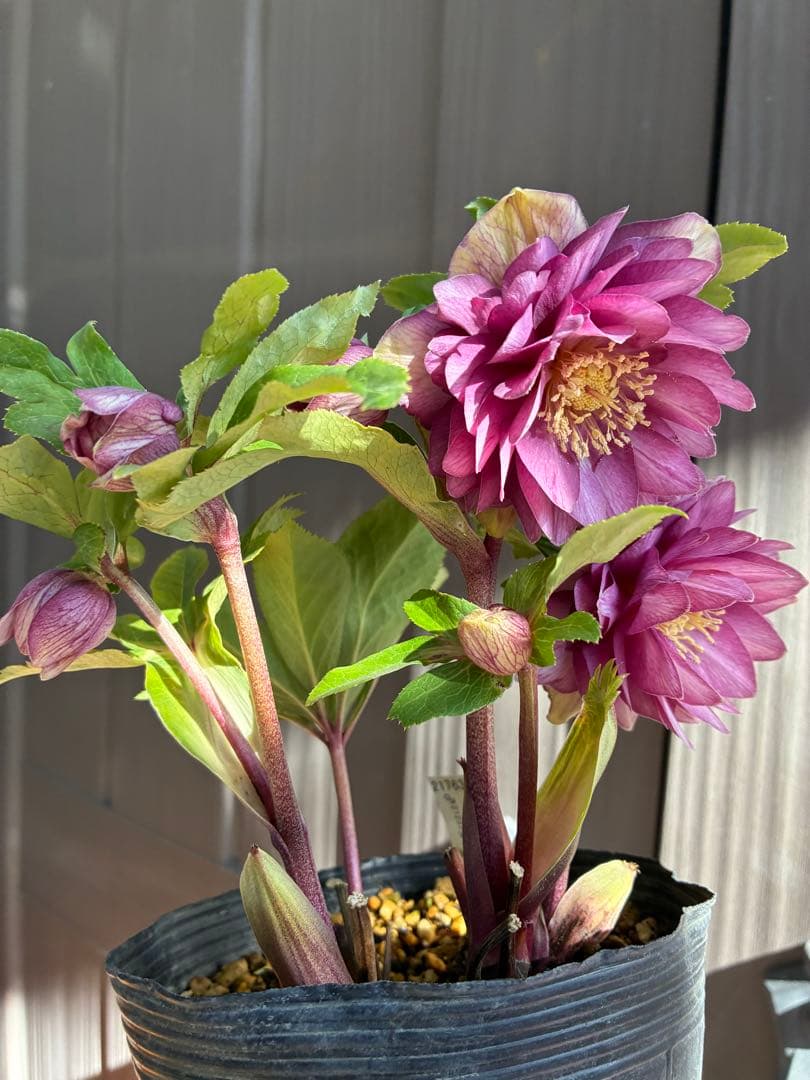 ♡加藤農園♡豪華ボリュームDDピンクゴールド白抜け横向き