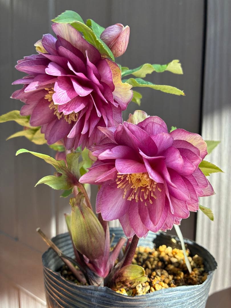 ♡加藤農園♡豪華ボリュームDDピンクゴールド白抜け横向き