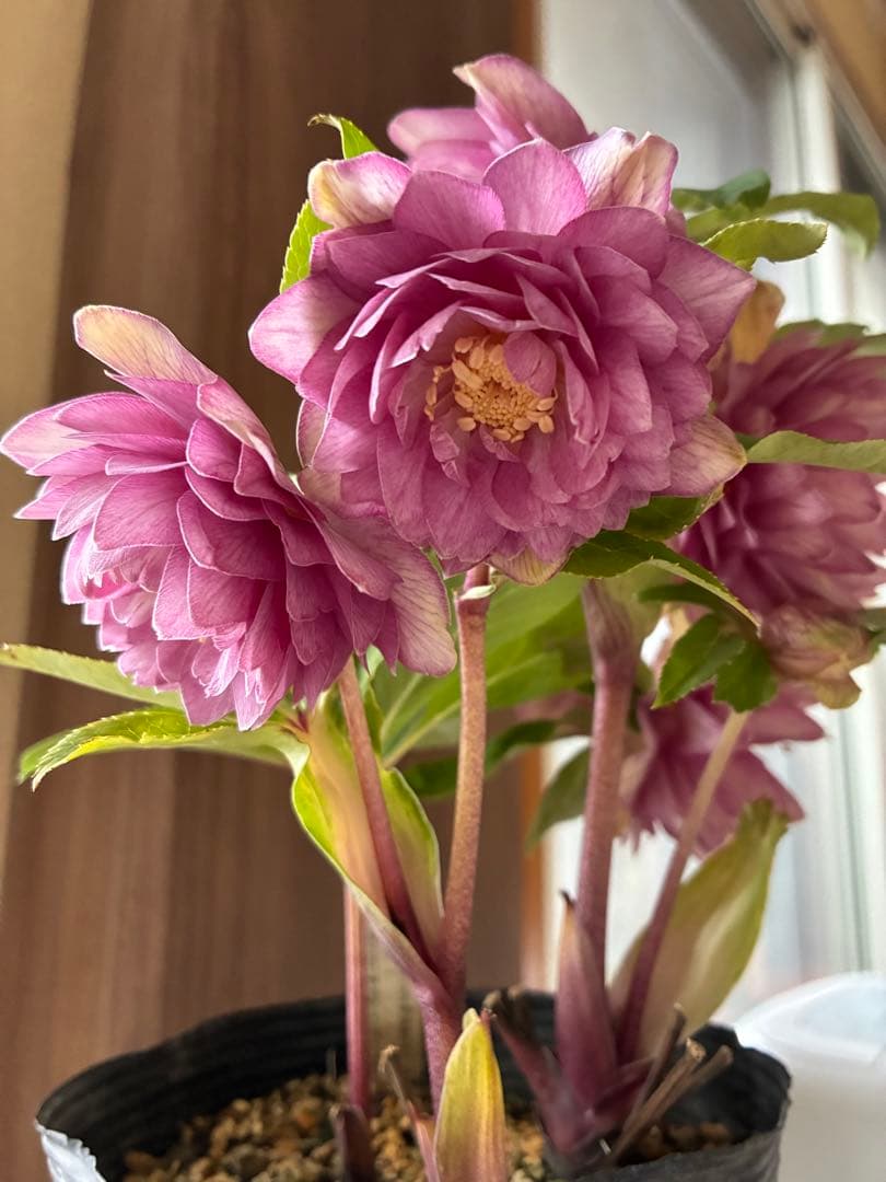 ♡加藤農園♡豪華ボリュームDDピンクゴールド白抜け横向き