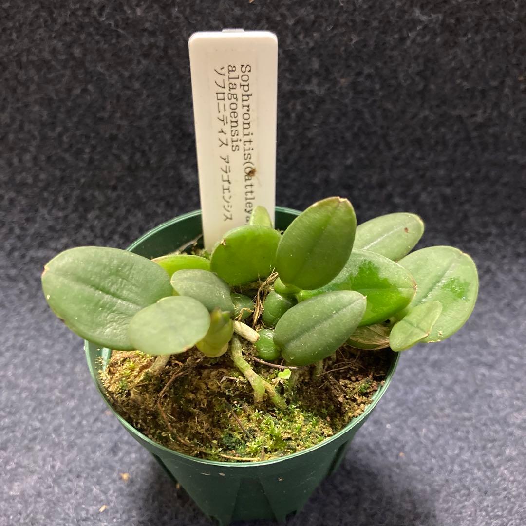 旧ソフロニティス3種類3株セット 洋蘭原種カトレアcoccinea 洋蘭 原種