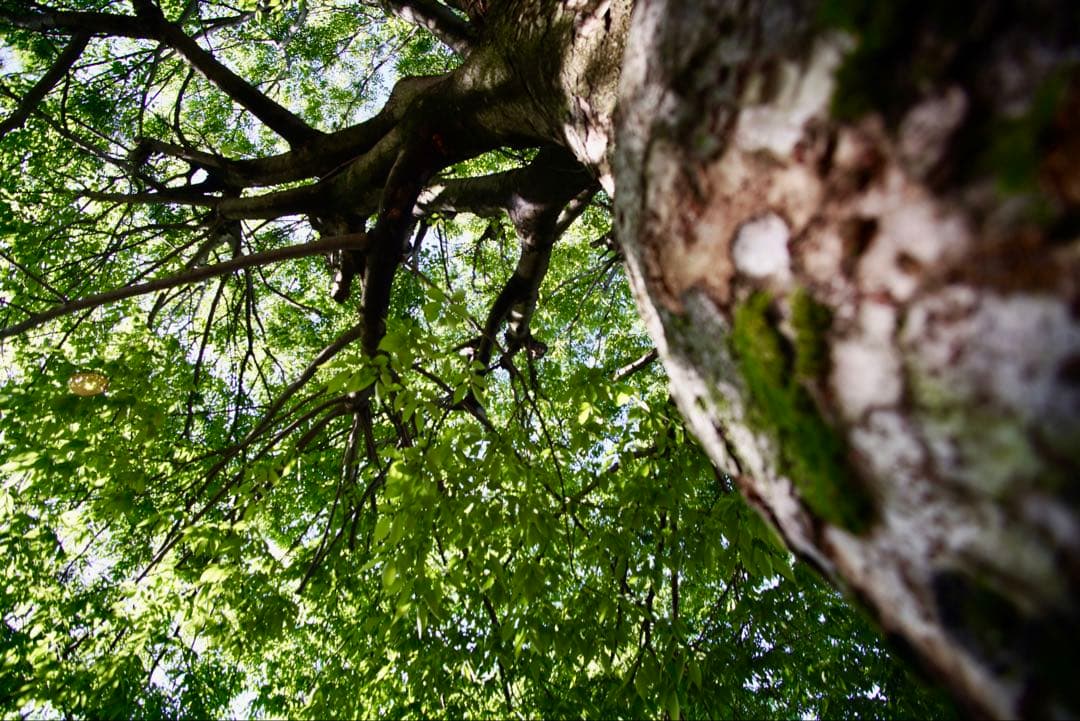 COSINA MC 19-35mm F3.5-4.5 広角ズームレンズMDMC