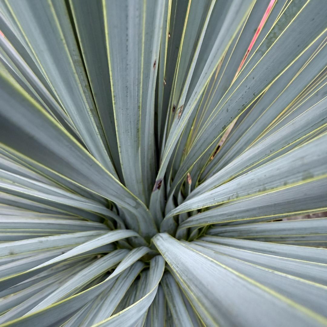 AL1042】ユッカ ロストラータ ランチョブルー 数量限定販売 ✨【限定