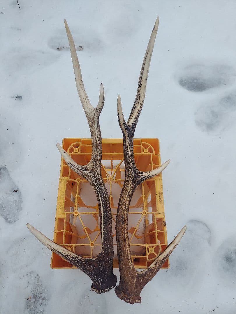 【クラフトさま専用】エゾシカの角 7本セット 約60cm f76c75a09b50904b45306e12349fae