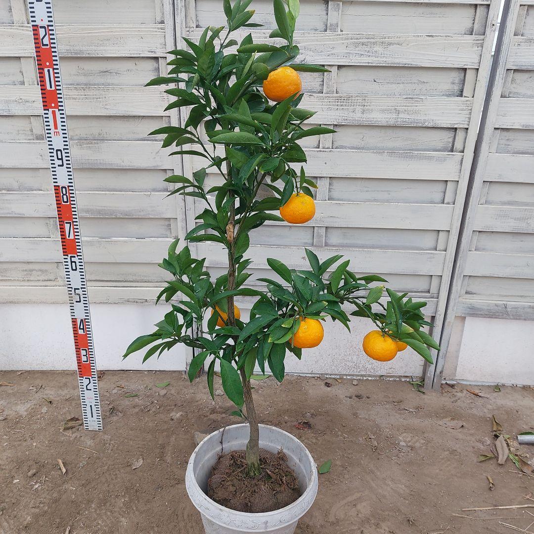 日南N1 極早生 4年生 実つき！ - メルカリ