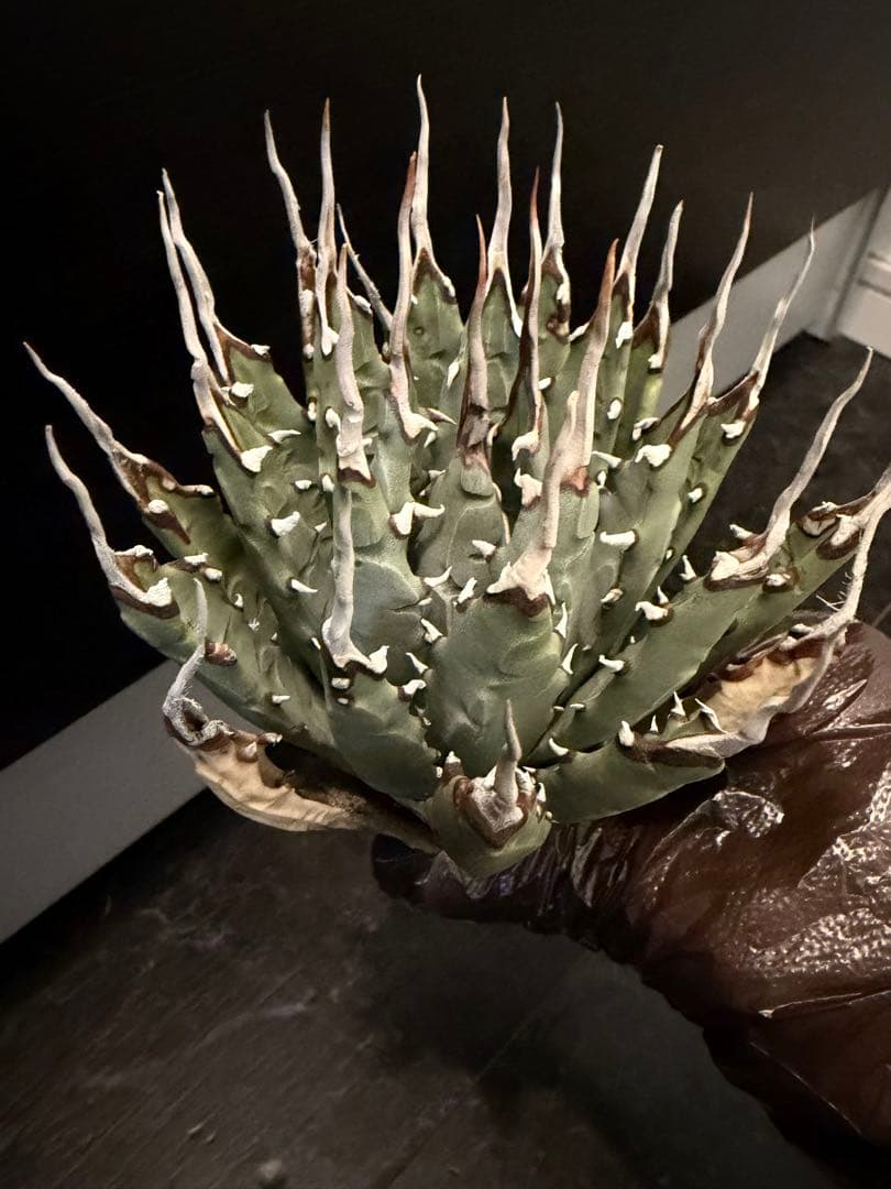 耐寒性アガベ エボリスピナ陽炎◇多肉サボテン ユタエンシス チタノタ