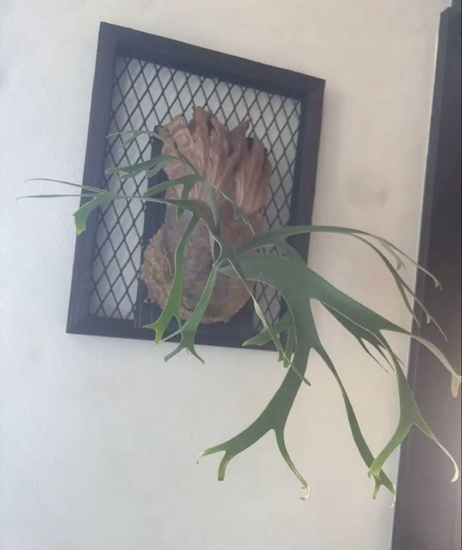 P. willinckii 'Queen Sawangan' - メルカリ