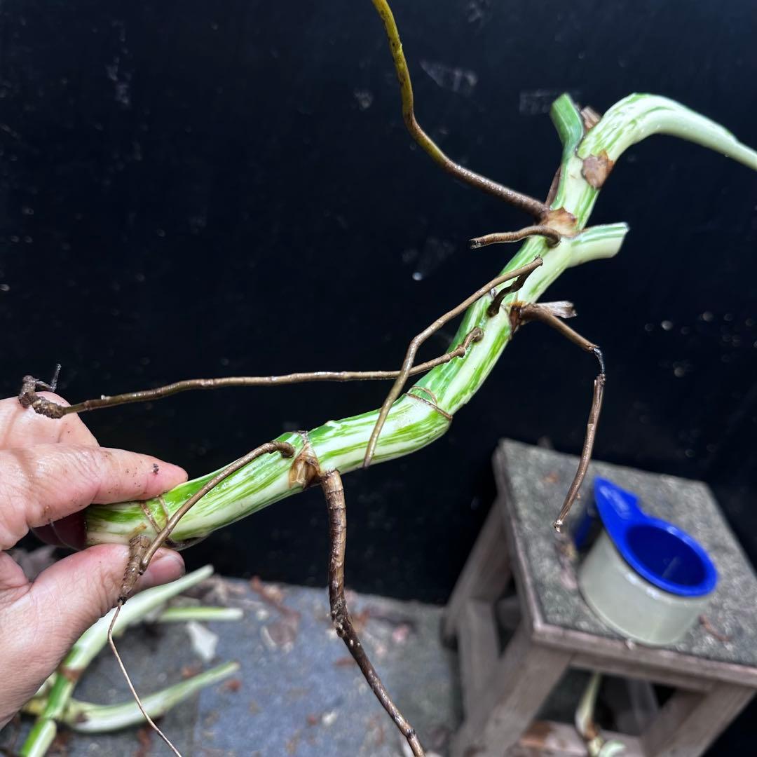 斑入りモンステラホワイトタイガー茎4株おまとめ - メルカリ