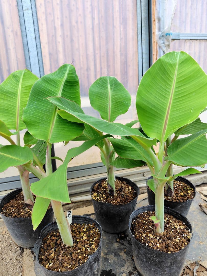 クリスマスローズ 大木ナーサリー foujita フジタ ss 未株分け 6号