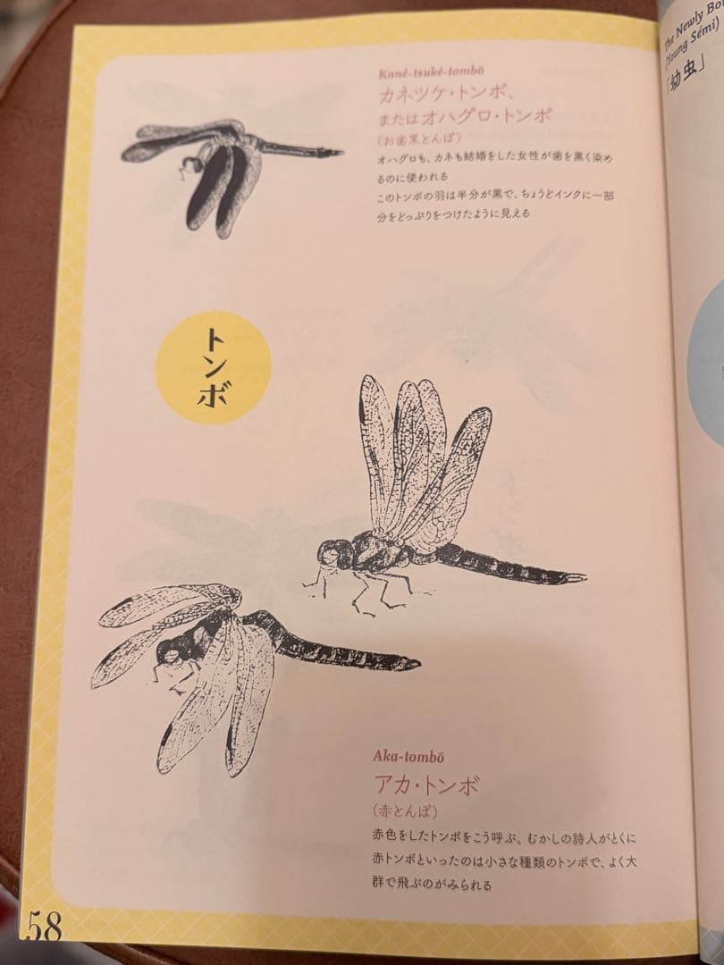 小泉八雲 『虫の詩 かそけきものの声音を愛す』小泉八雲 Lafcadio