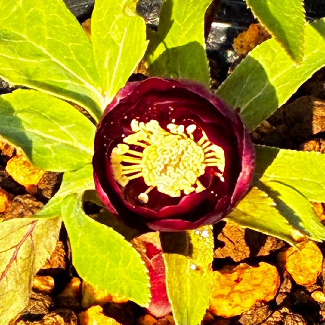 か*l様 3566☘️蕾花付き☘️⭐️コロコロ小輪⭐️紅赤オーレア⭐️コンパクト