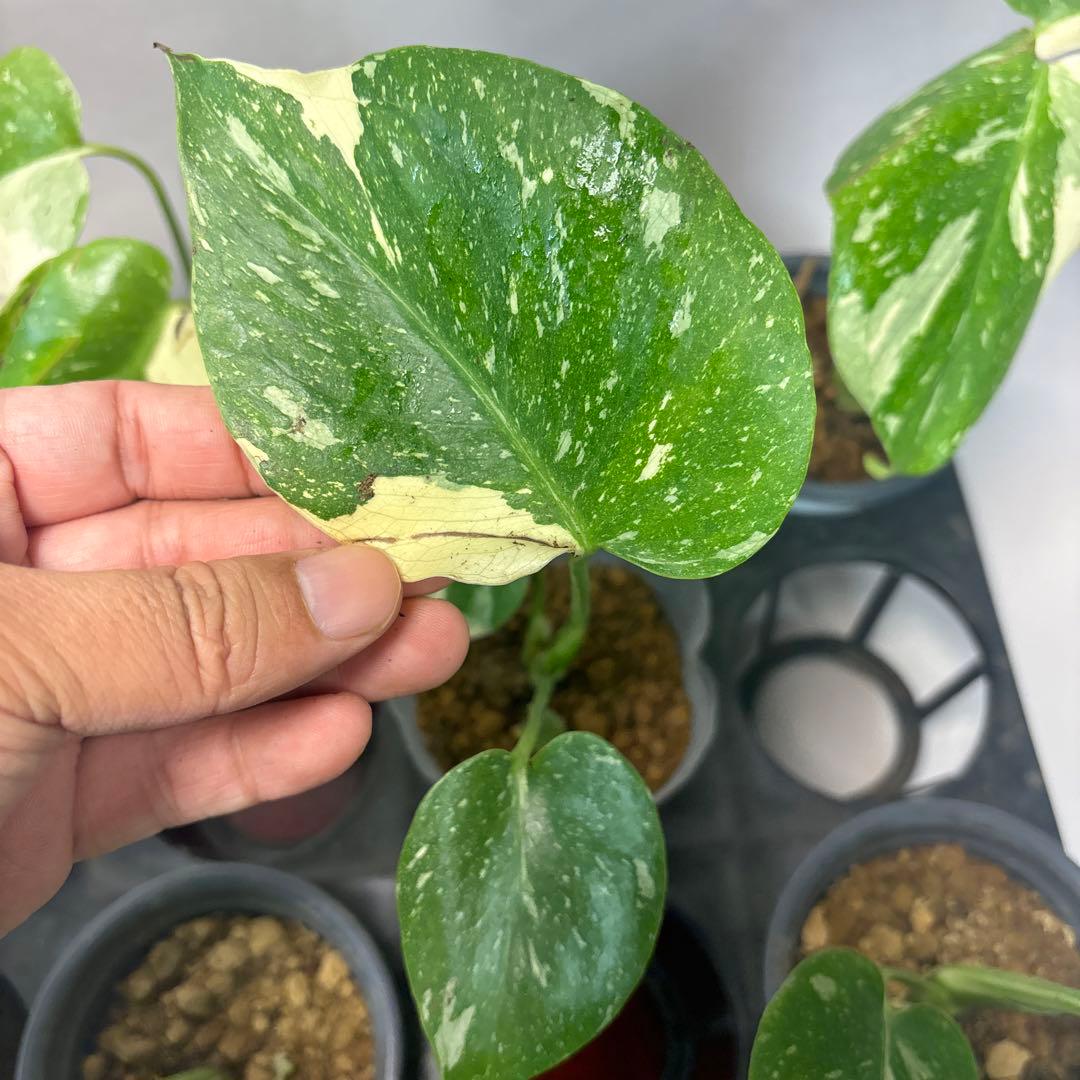 10株セット訳ありa16【特別選抜】モンステラ・タイコンステレーション