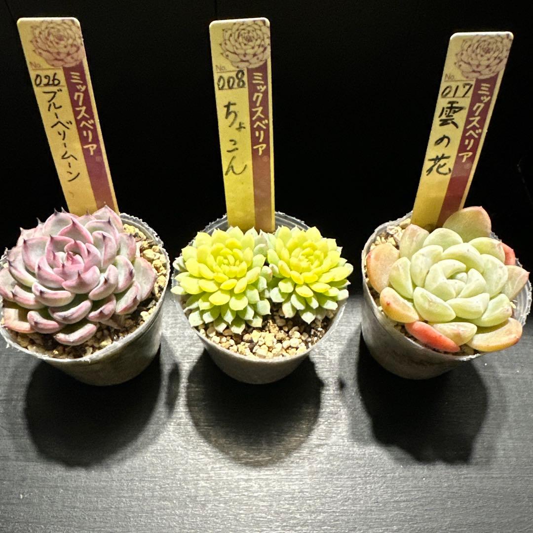 か*ん様 おらいさん苗10点セット　今回でラスト！　可愛い子ちゃんセット　札なし