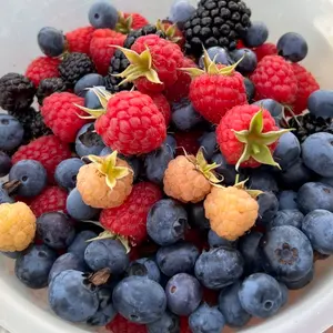 メロンゴールド 加藤農園 クリスマスローズ 開花株 - メルカリ