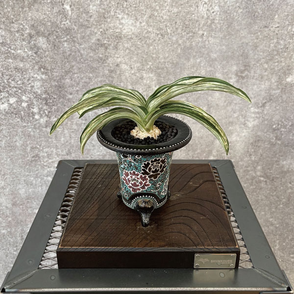 万年青 見聞録 - 春光園 【公式ホームページ】